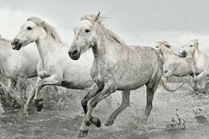 Plakát 61x91,5cm – White Horses