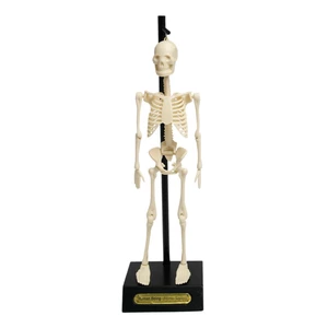 Model szkieletu Rex London Anatomical