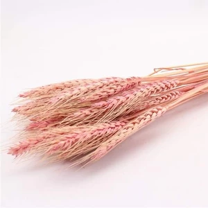 Sušina Pšenice barvená růžová 100g