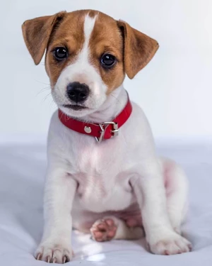 Jerry Fabrics Mikroflanelová deka Jack Russel terrier