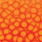 Barva Pébéo Fantasy Prisme 45ml – 61 Fluorescent orange