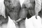 Plakát Elephant - Touch