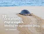 Magnet na lednici Medituj na Úspěch - Sri Chinmoy