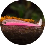 Redbass gumová nástraha ripper swimmer slim pink g uv - l 88 mm