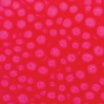 Barva Pébéo Fantasy Prisme 45ml – 62 Fluorescent pink