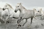 Plakát 61x91,5cm – White Horses