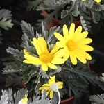 Euryops hřebenitý květináč 11cm