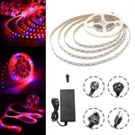 DC12V 5M Non-waterproof SMD5050 R:B 3:1 Grow LED Strip Light + 5A Power Adapter + Female Connector