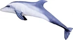 Gaby polštář Delfín skákavý mini 55 cm