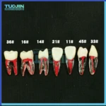 Dental Endodontic Root Canal RCT Practice Endo Teeth Tooth Model Pulp study