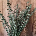 12PCS/35~40CM Real Dried Natural Fresh Forever Eucalyptus Branches,Decorative Grass Coins,Dry Preserved Eternal Leaves For Home