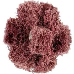 KOŇSKÉ brusné hvězdy PFERD 44698384 Průměr 38 mm