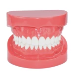 Dental Model Red M7004 Study Teaching Tooth Standard Typodont Dentists Dentistry Clinic Teeth Model Dental Materials