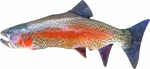 BeCare Pillow 52 cm Rainbow Trout