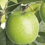 Jabloň 'Granny Smith' květináč 5 litrů, balkonová, zákrsek, zimní, CIZOSPRAŠNÁ