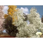 Silhouette Buk filigánský jarní kvetoucí 200-15 S