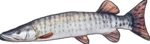 Gaby plyšová ryba muskie štika americká 80 cm