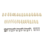 32pcs Teeth for Dental Model Teeth Model Fit Frasaco Dental Teaching Model Standard Teeth Demonstration