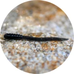 Redbass gumová nástraha micro tail s 35 mm - dark black