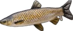 Gaby plyšová ryba amur mini 40 cm