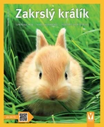 Zakrslý králík - Monika Weglerová