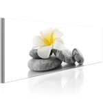 Obraz - White Lotus