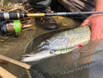 Lucky John prut Anira 24- 2,16m 5-24g