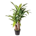 Dracena Jaska umělá 72cm