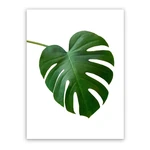 Obraz na plátne Styler Monstera, 32 x 42 cm