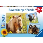 Ravensburger Puzzle Poníky 3x49 dílků